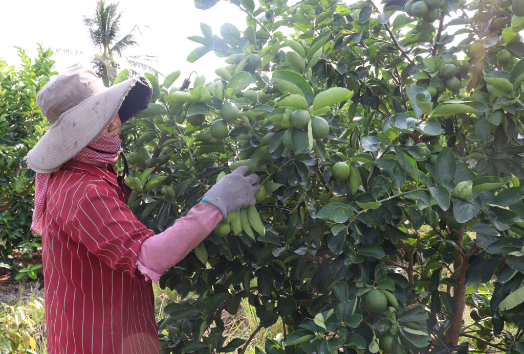 Ben Luc aims for clean agriculture