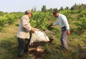Ben Luc aims for clean agriculture