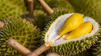 Durian to make breakthrough for Vietnam's fruit exports