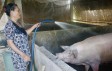 Giá heo giảm sâu, người chăn nuôi gặp khó