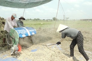 Đức Hòa: Vụ đậu phộng Đông Xuân 2022-2023 được mùa, được giá