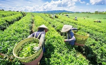 Tea export value to China skyrockets