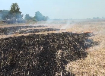 Tân Hưng: Đốt rơm rạ sau khi thu hoạch lúa - Lợi bất cập hại