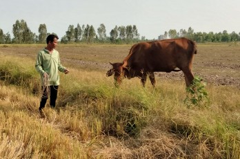 Tân Hưng: Tăng thu nhập nhờ tận dụng những cánh đồng sau thu hoạch