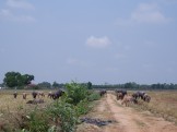 Tăng cường quản lý, kiểm soát vận chuyển trâu bò qua tuyến biên giới Tân Hưng, Vĩnh Hưng