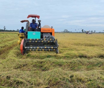 Tân Hưng: Thu hoạch lúa Đông Xuân cuối vụ đạt năng suất cao