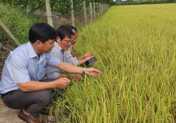 Tân Thạnh: Lúa Hè Thu năm 2023 phát triển tốt, ít sâu, bệnh Tân Thạnh: Lúa Hè Thu năm 2023 phát triển tốt, ít sâu, bệnh