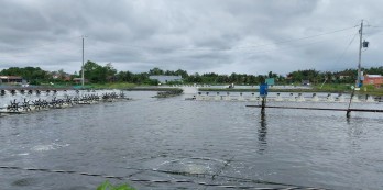 Châu Thành: Nuôi tôm ứng dụng công nghệ 4.0