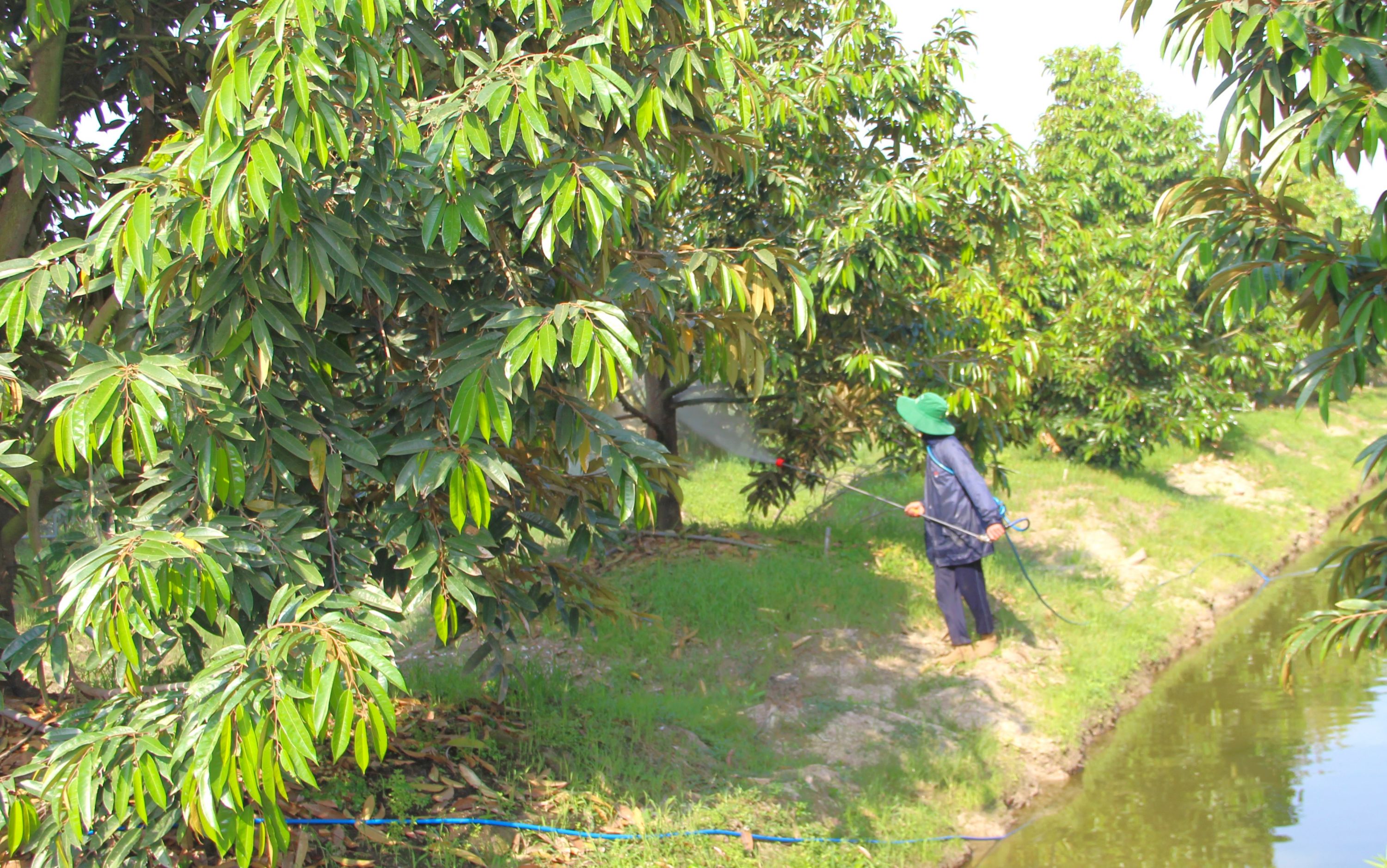 Tân Hưng: Chuyển đổi cơ cấu cây trồng hiệu quả nhưng chưa bền vững