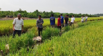 Tân Thạnh: Hiệu quả từ sản xuất lúa ứng dụng công nghệ cao