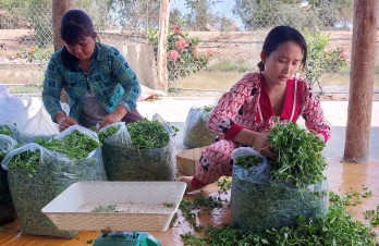 Tân Hưng: Mô hình trồng rau má mang lại thu nhập ổn định
