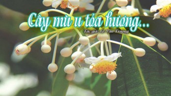 Cây mù u tỏa hương...