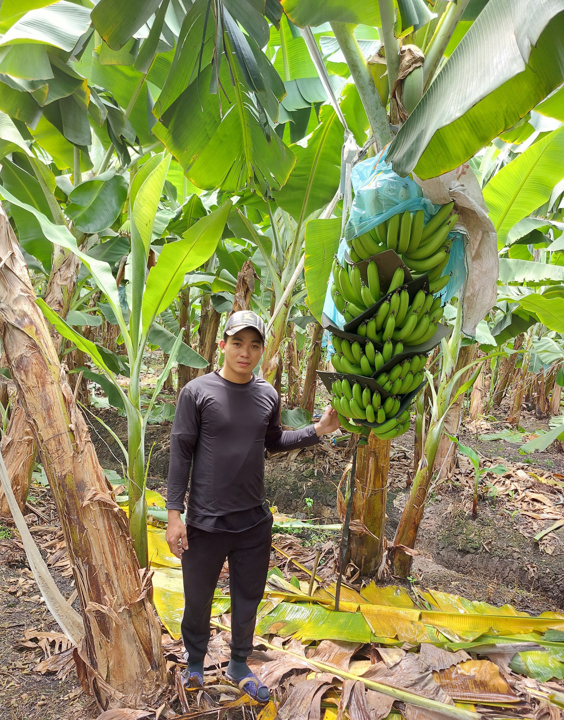 Earning billions from bananas