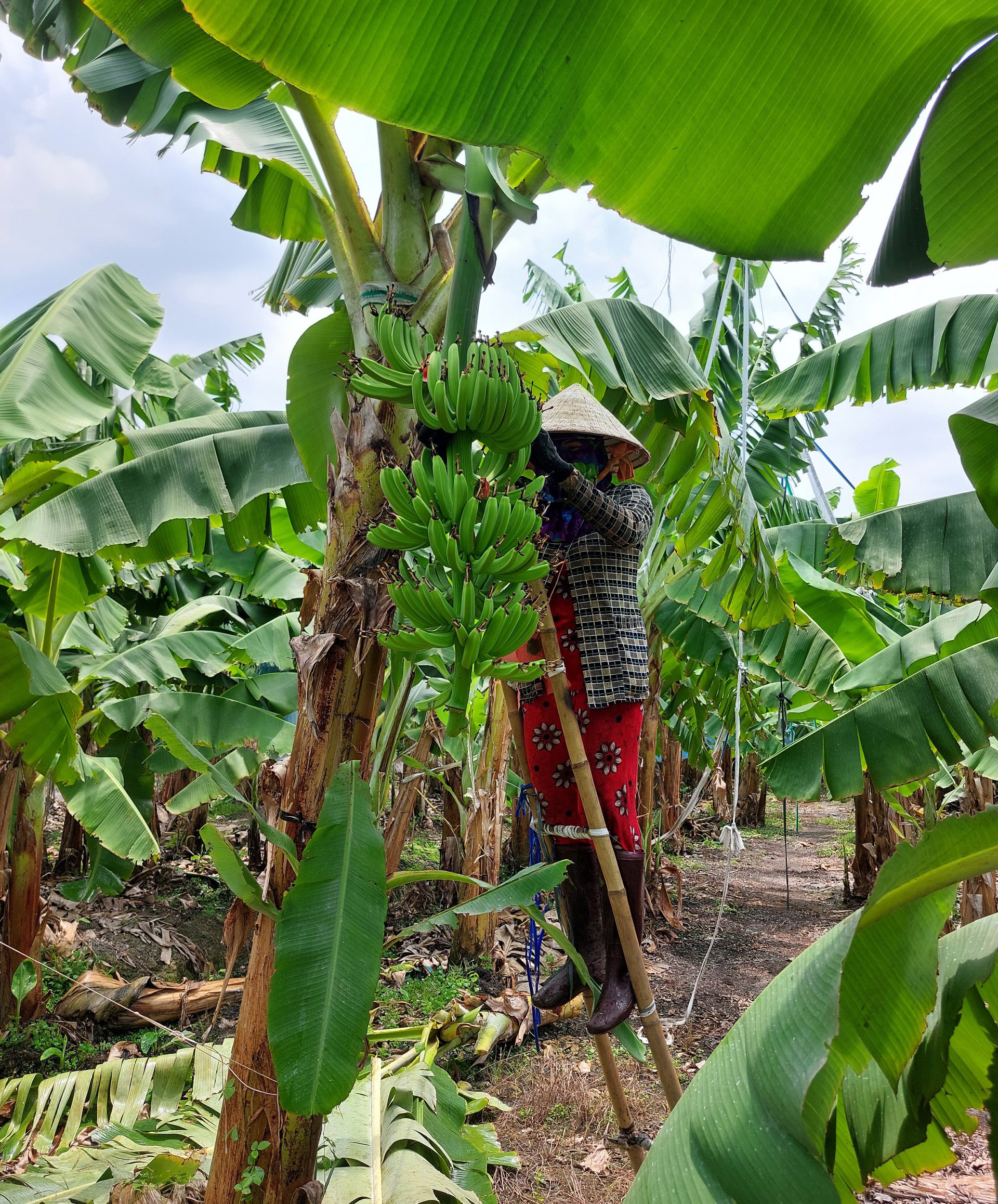 Earning billions from bananas