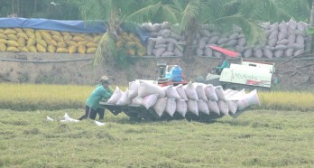 Tân Hưng thu hoạch lúa Hè Thu sớm