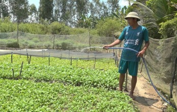 Tân Hưng: Tăng thêm thu nhập nhờ tận dụng đất trống để trồng rau màu