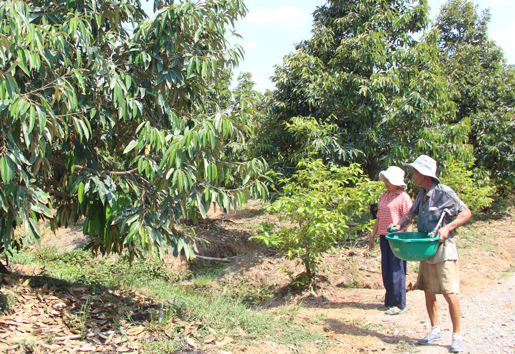 Building fruit tree material area in Dong Thap Muoi region