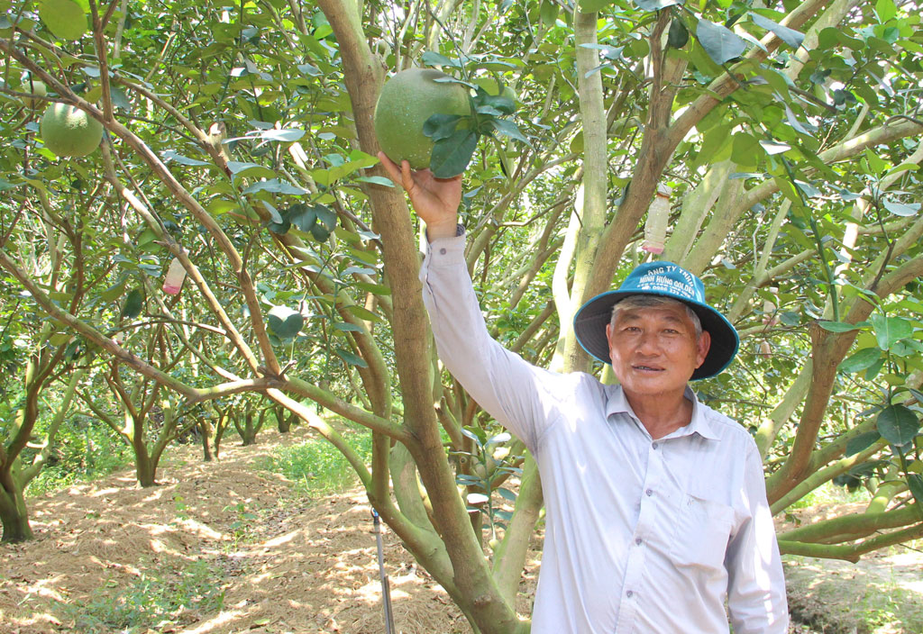 Building fruit tree material area in Dong Thap Muoi region