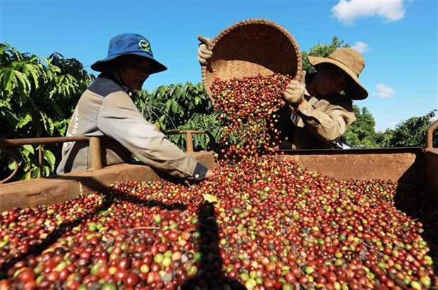 Giá gạo các loại ở khu vực Đồng bằng sông Cửu Long giảm nhẹ