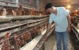 Người chăn nuôi gà gặp khó
