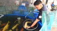 Kỹ sư bỏ việc lương cao để khởi nghiệp, quyết tâm thành ‘vua cá koi’ miền Tây