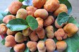 Hương vị quê hương: Mùa quả chay thương nhớ