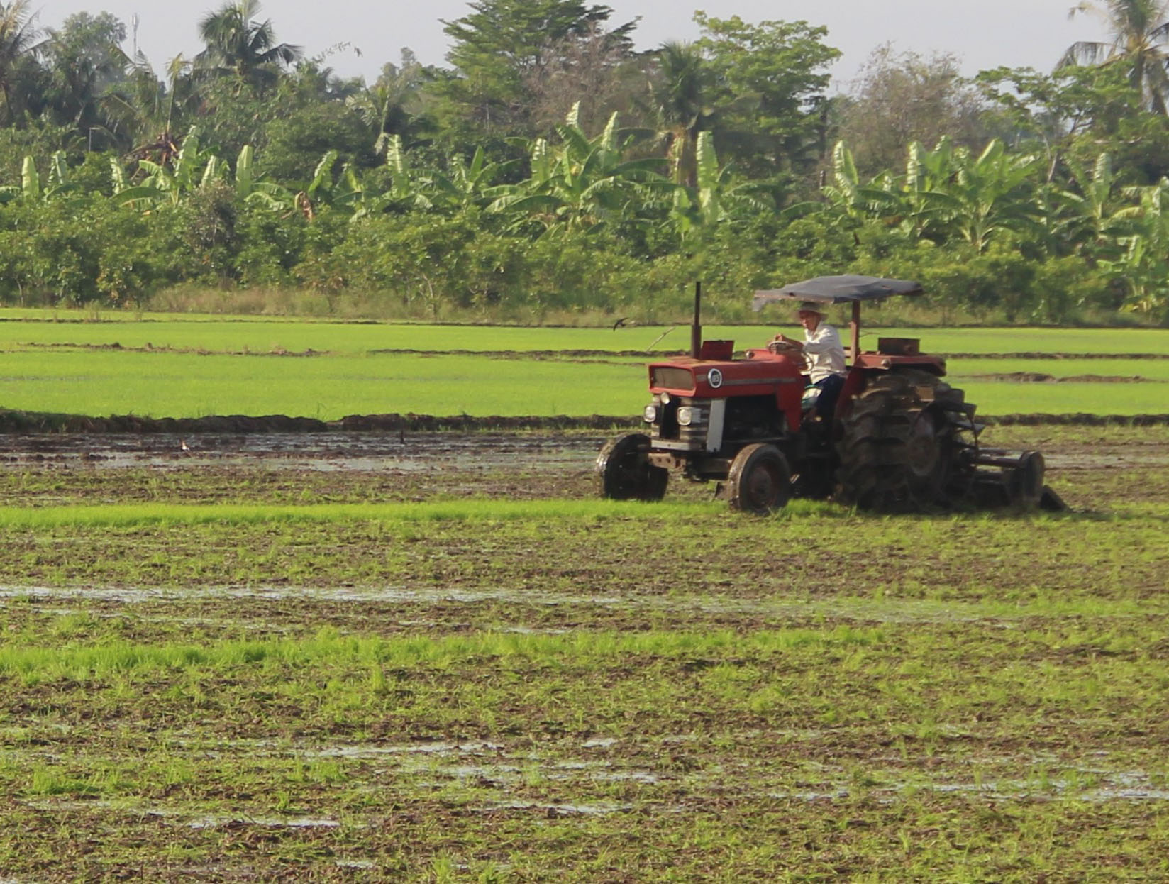 Các huyện phía Nam Tập trung gieo sạ vụ lúa Hè Thu 2023
