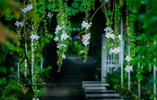 Hương tình yêu