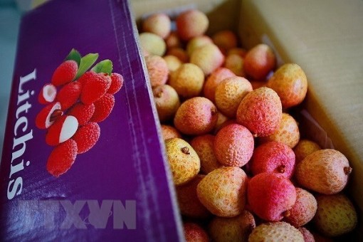 Vietnam seeks to expand overseas markets for lychees, longans Vietnam seeks to expand overseas markets for lychees, longans
