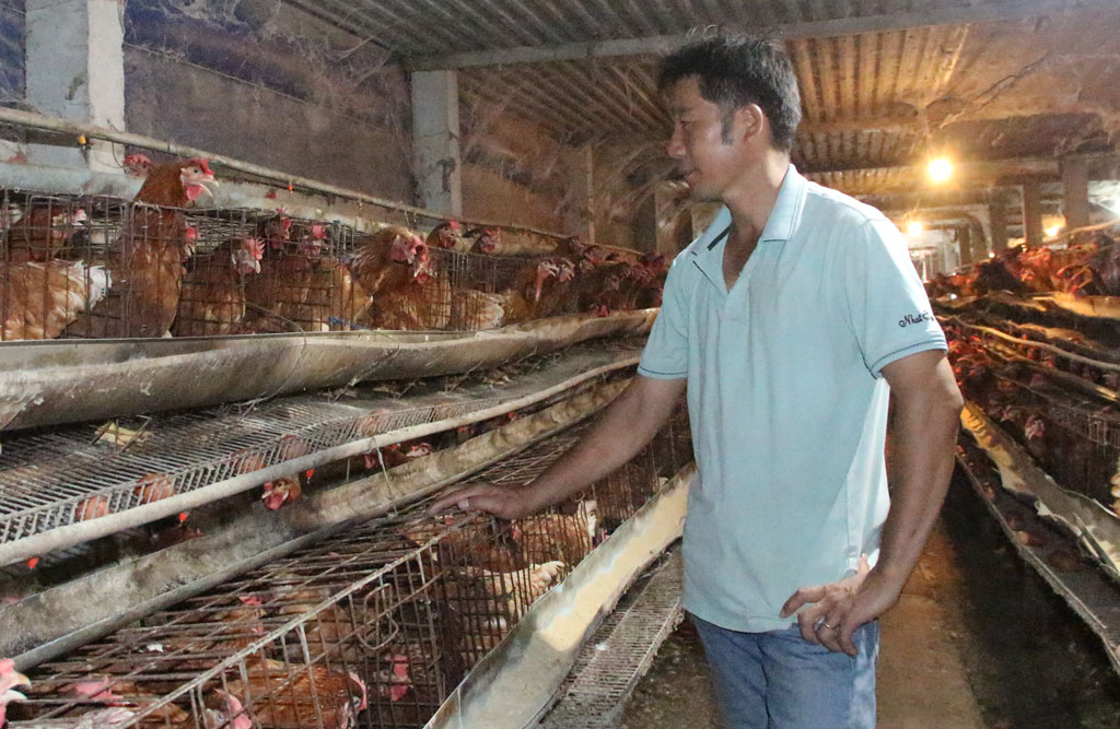 Chủ động phòng bệnh trên cây trồng, vật nuôi