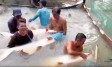 Cận cảnh đàn 'thủy quái' tra dầu, cá hô một người ôm không xuể ở Cần Thơ