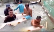Cận cảnh đàn 'thủy quái' tra dầu, cá hô một người ôm không xuể ở Cần Thơ