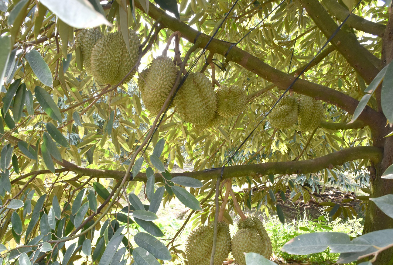 Tân Thạnh: Nông dân không nên phát triển ồ ạt diện tích sầu riêng