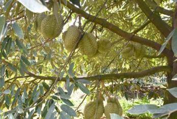 Tân Thạnh: Nông dân không nên phát triển ồ ạt diện tích sầu riêng Tân Thạnh: Nông dân không nên phát triển ồ ạt diện tích sầu riêng