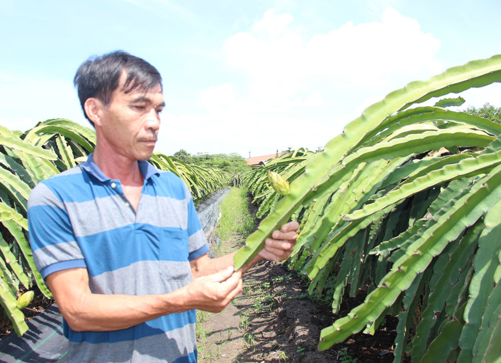 Những nông dân điển hình thay đổi tư duy sản xuất sang tư duy kinh tế