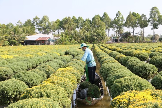 Ornamental plant, flower production generates high economic value in Dong Thap