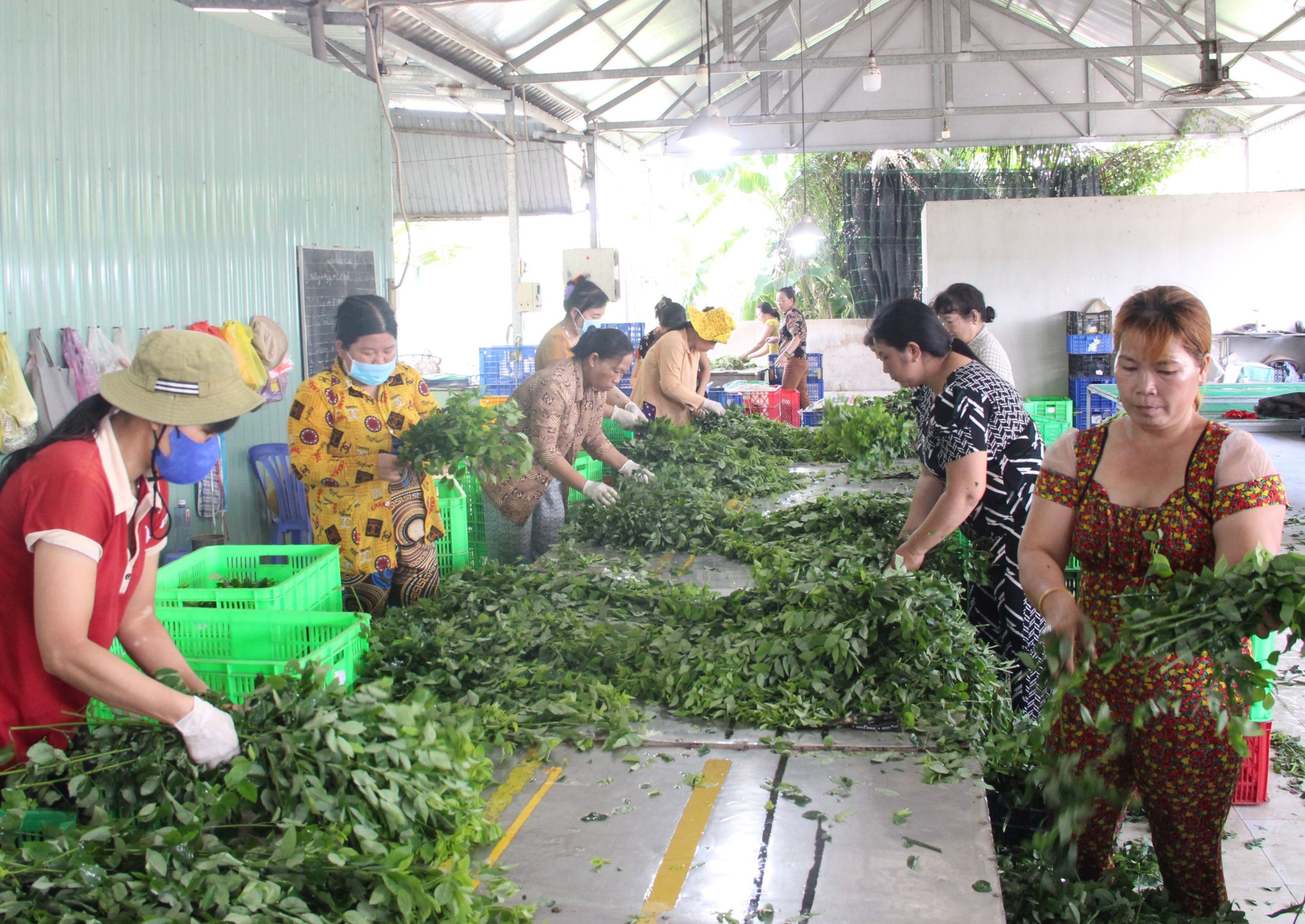 Những hợp tác xã sáng tạo, vượt khó