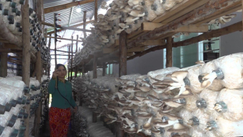 Tân Hưng: Triển vọng từ việc trồng nấm bào ngư xám Tân Hưng: Triển vọng từ việc trồng nấm bào ngư xám