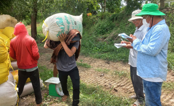 Vĩnh Hưng: Nông dân phấn khởi thu hoạch lúa Hè Thu 2023