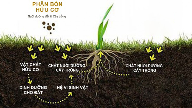 Công ty Phân bón Vietfarm: Điểm tựa cho năng suất và lợi nhuận trong nông nghiệp