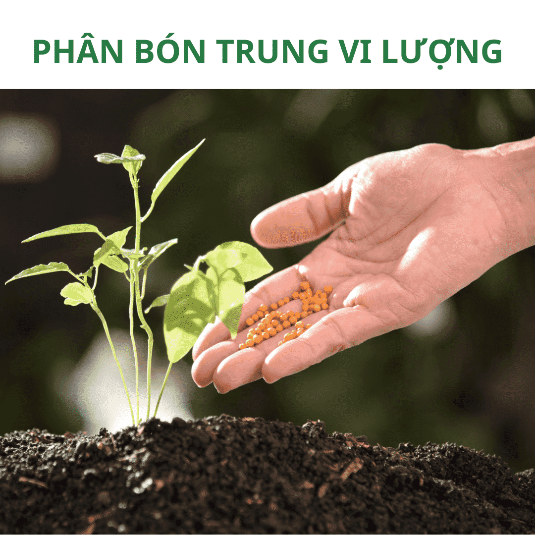 Công ty Phân bón Vietfarm: Điểm tựa cho năng suất và lợi nhuận trong nông nghiệp