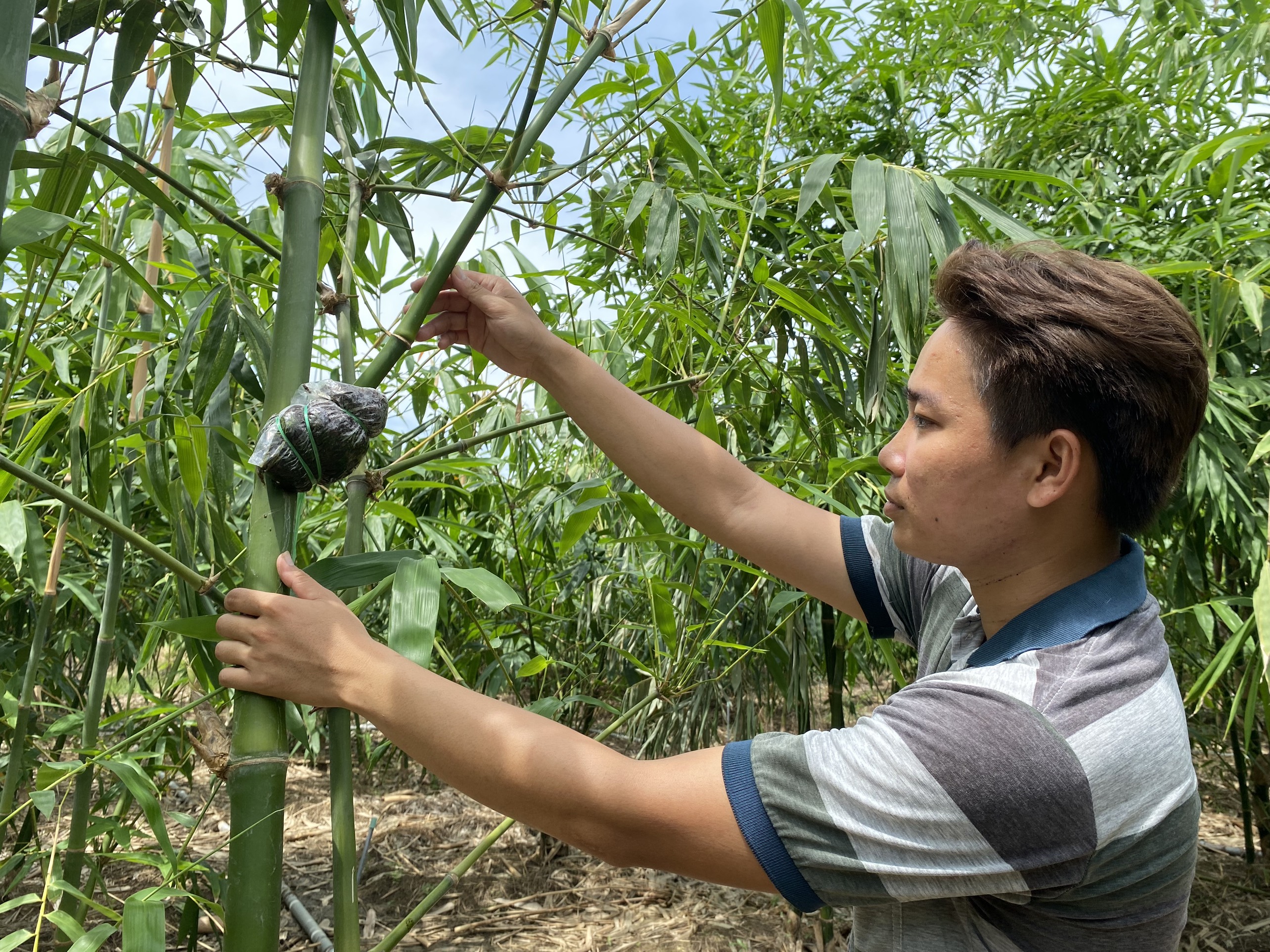 Phát triển mô hình sản xuất nông nghiệp tổng hợp