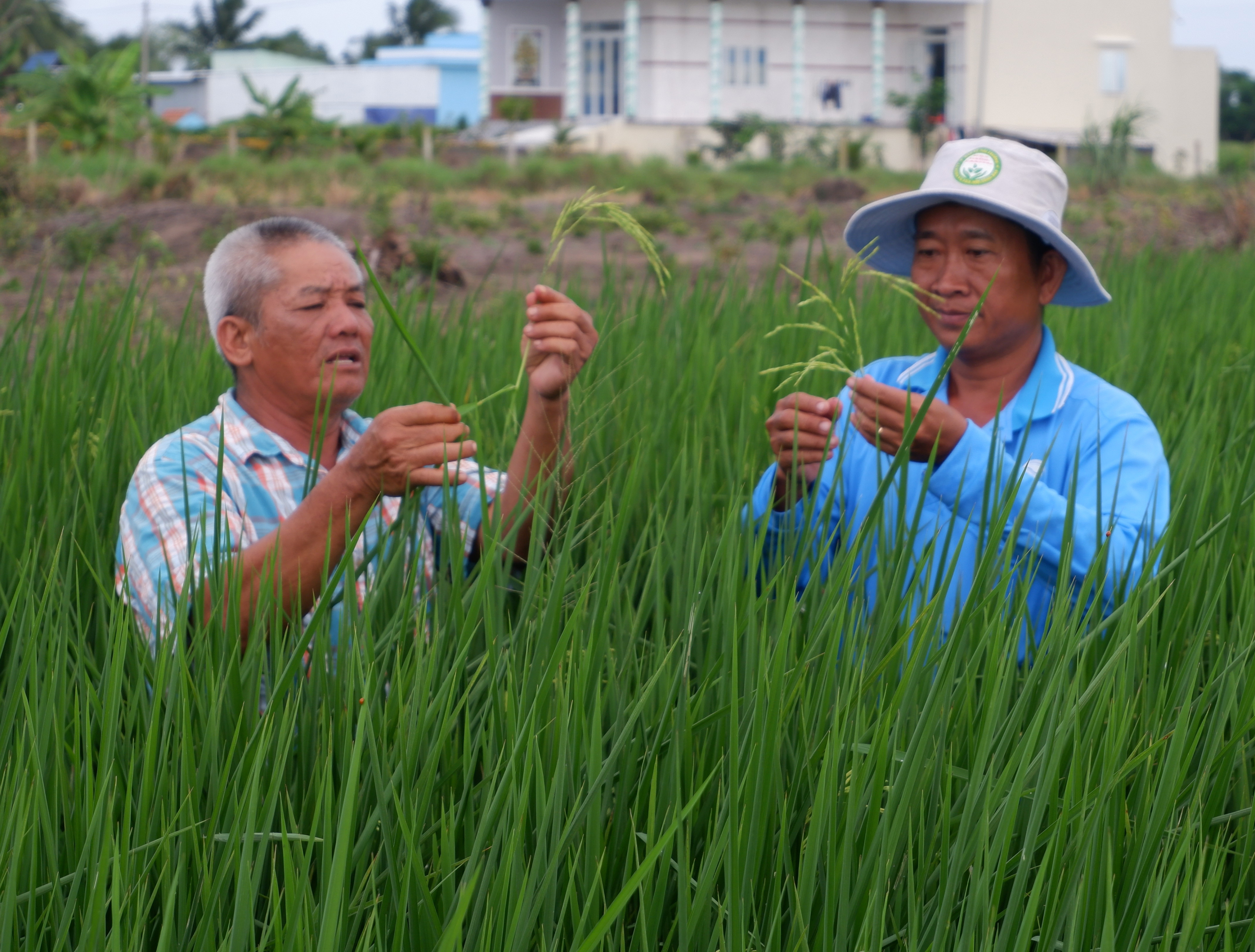 Hiệu quả các lớp tập huấn quản lý dịch hại tổng hợp