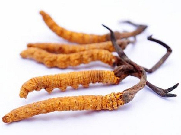 Đông Trùng Hạ Thảo