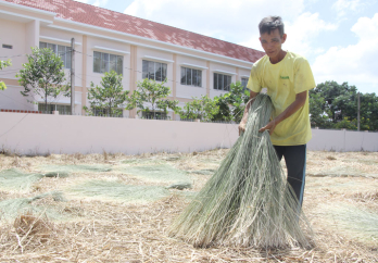 Giữ nghề trồng lác trăm năm