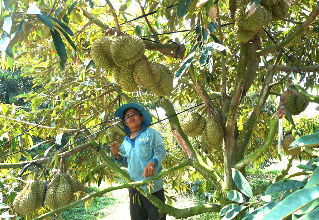 Long An không ngừng đổi mới, phát triển