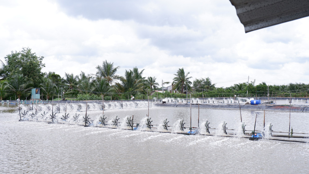 Người nuôi tôm gặp khó