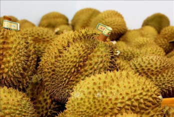 Vietnam completing procedures to export durian to India: Official