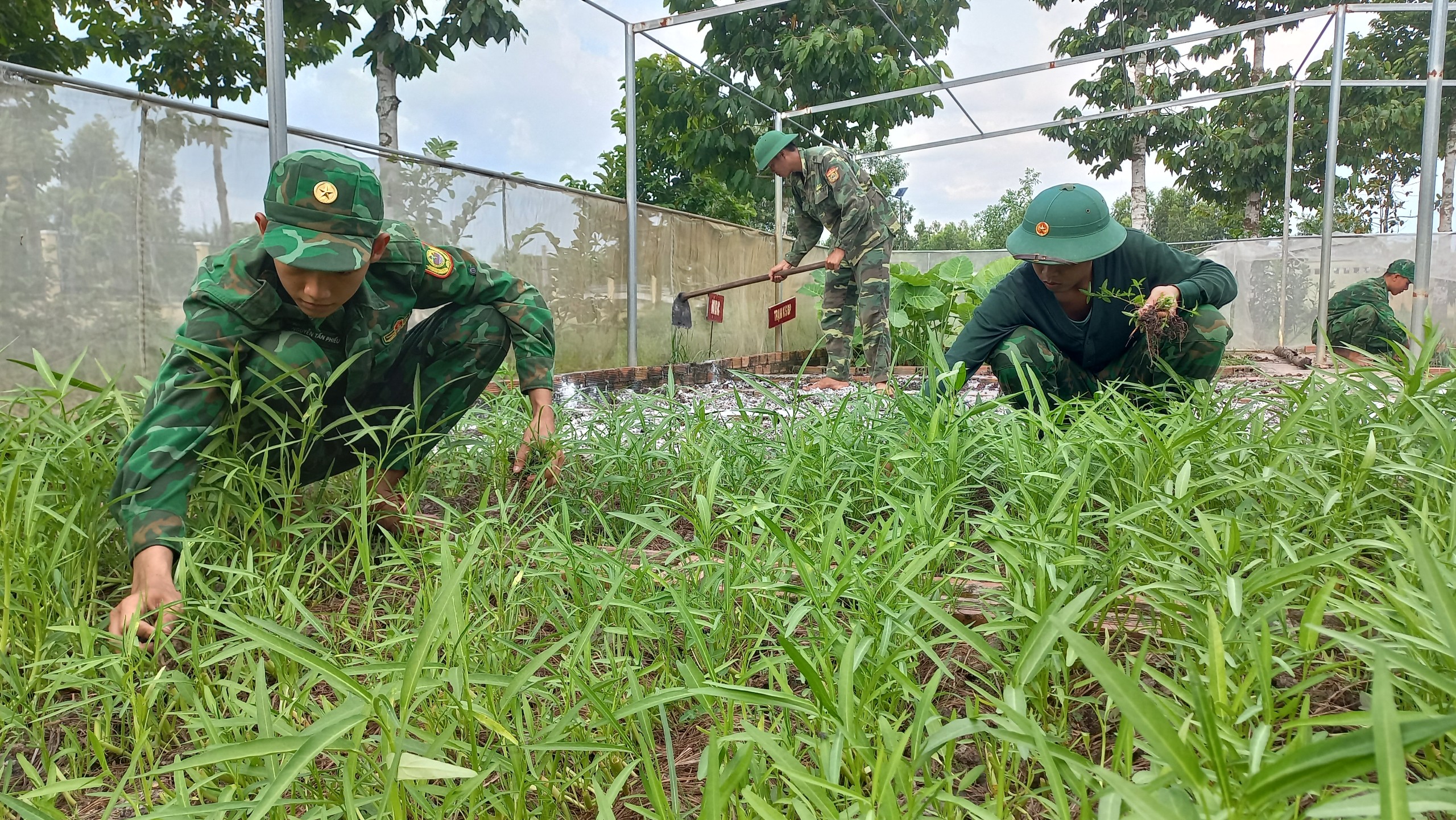 Cán bộ, chiến sĩ Đồn Biên phòng Thạnh Trị tăng gia sản xuất