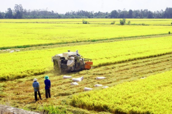 Mekong Delta farmers delighted with good yield, prices